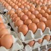 В Казахстане возобновляют субсидирование производства яиц