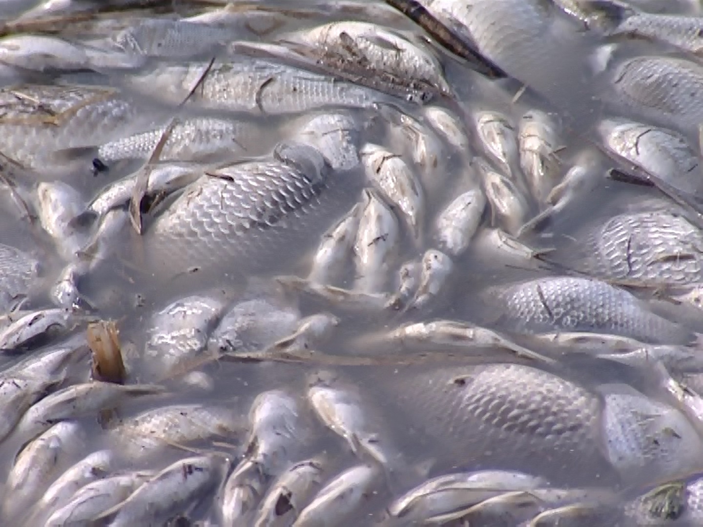 Замор водоема. Замор рыбы на Битюге 2024. Цветение воды замор рыбы. Мор рыбы. Рыбный замор.