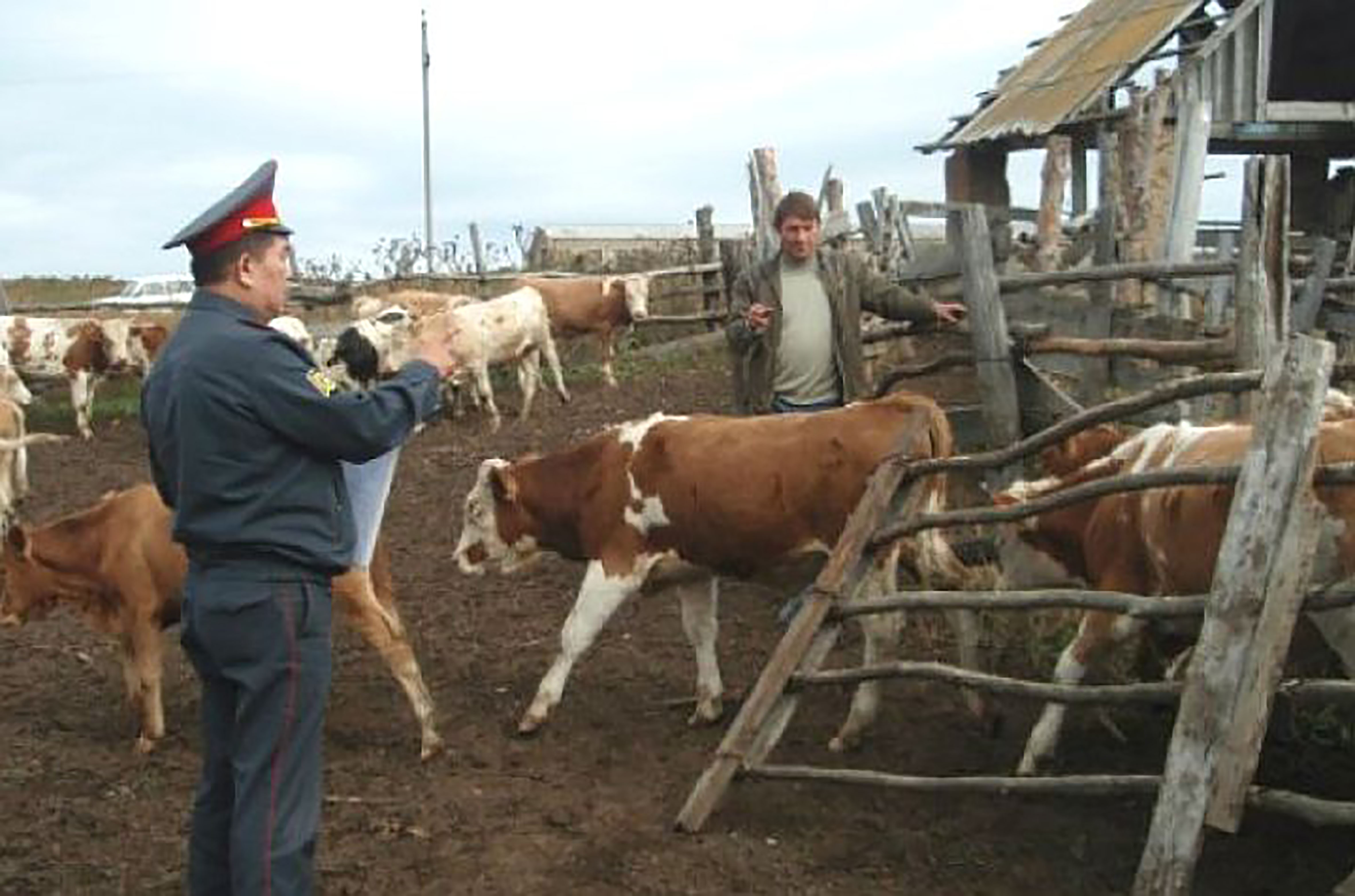 Почему за кражу вещи скотины. Арестованные коровы.