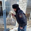 Собаки помогают разыскивать преступников в Уральске