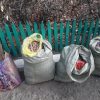В Уральске студенты и школьники собирают семена для лесного фонда