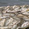 С 1 апреля в ЗКО вводятся ограничения на рыболовство