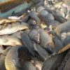 До 10 тысяч тонн рыбы в год планируется выращивать в ЗКО